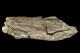 Fossil Synapsid Bone Fragment - Texas #106990-1